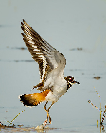 Kildeer