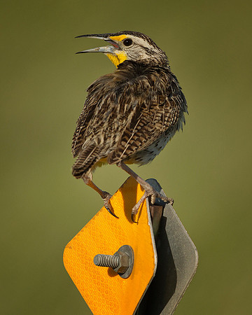 Conata Meadowlark